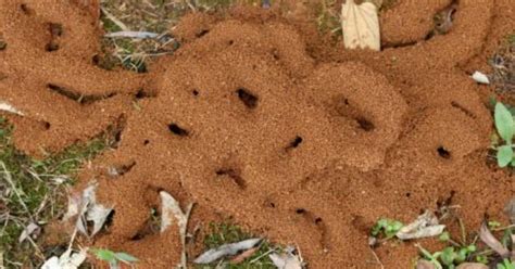 螞蟻窩怎麼處理